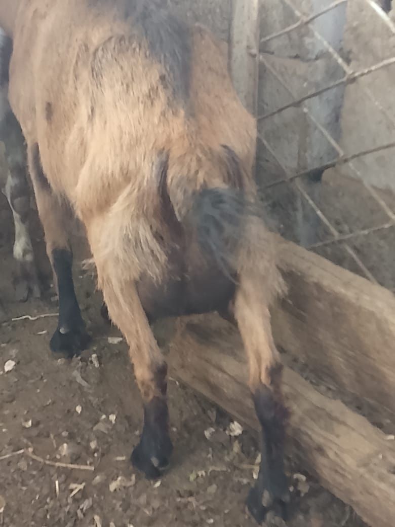 Продам коз дойных