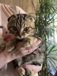 Продам котенка мальчик