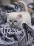 Котики и кошечки британские шиншиллы