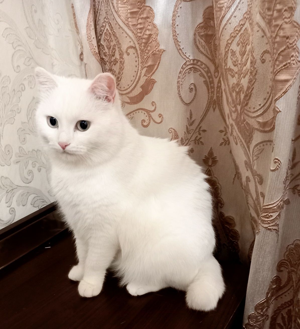 Белоснежная кошечка Милочка ..Стерелизована
