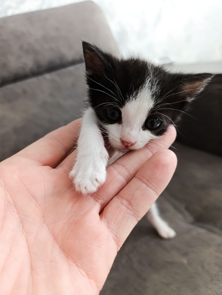 Отдадим котенка в добрые руки
