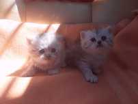 Котята породы Скотиш Фолд
