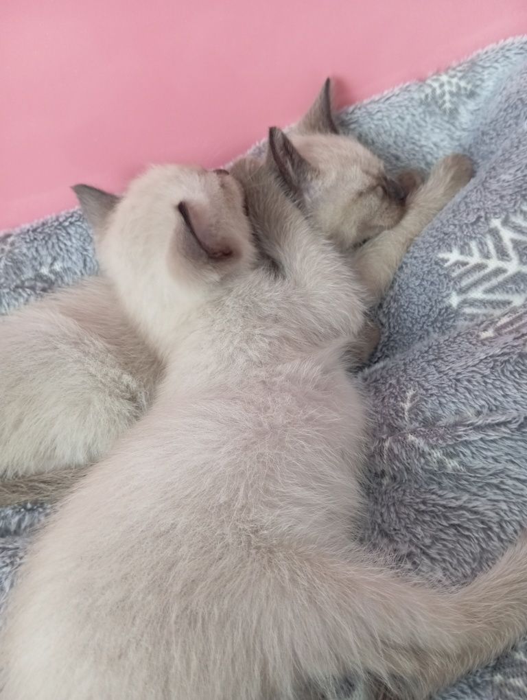 Сиамская кошка 4 месяца
