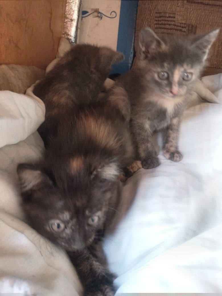 Бесплатно котят в добрые руки