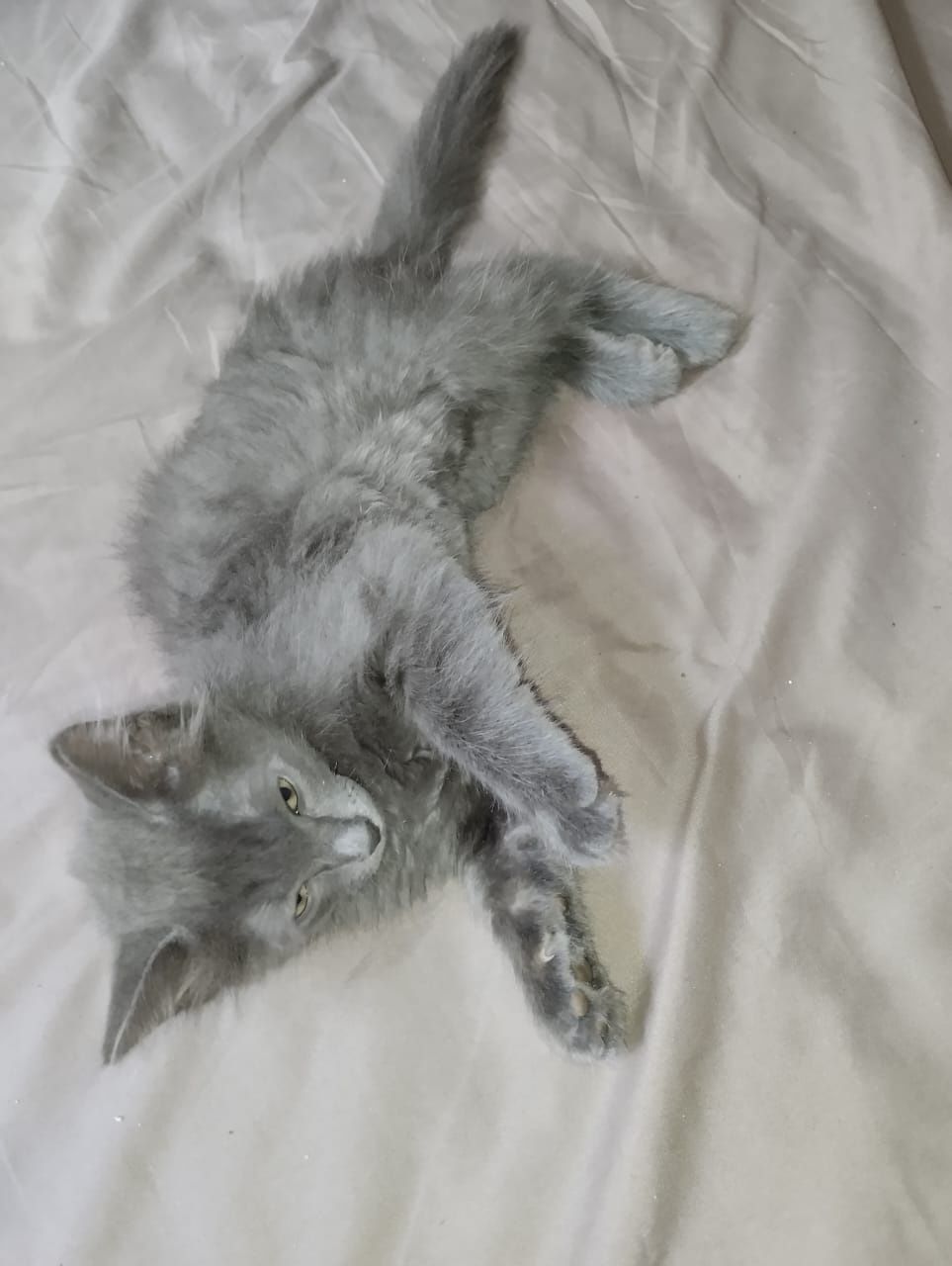 Котята, отдам в хорошие руки. Бесплатно.