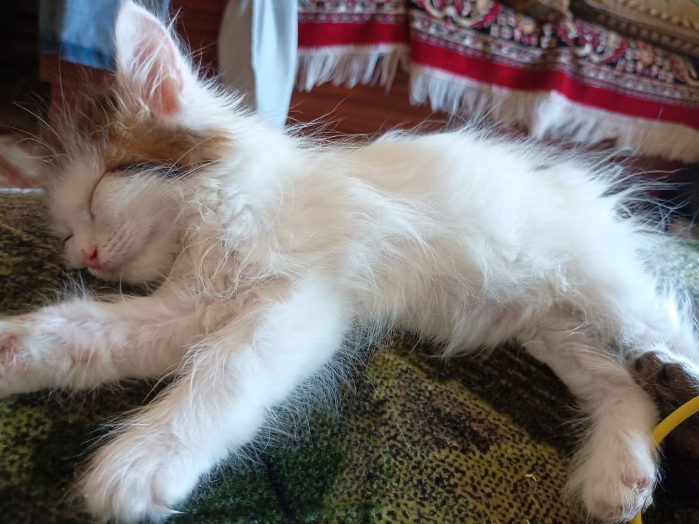 Породистые котятки!!!