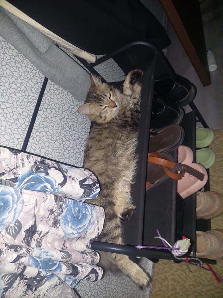 Отдам кота в добрые руки
