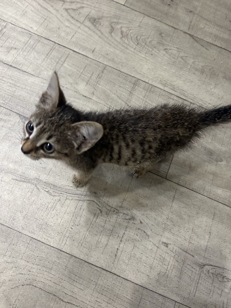 Отдам котенка в хорошие руки