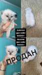 Шотландские котята