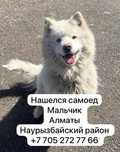 Найденные потеряшки 27.03 породистые дворняжки щеночки добрым людям