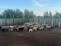 Продам баранов романовской породы