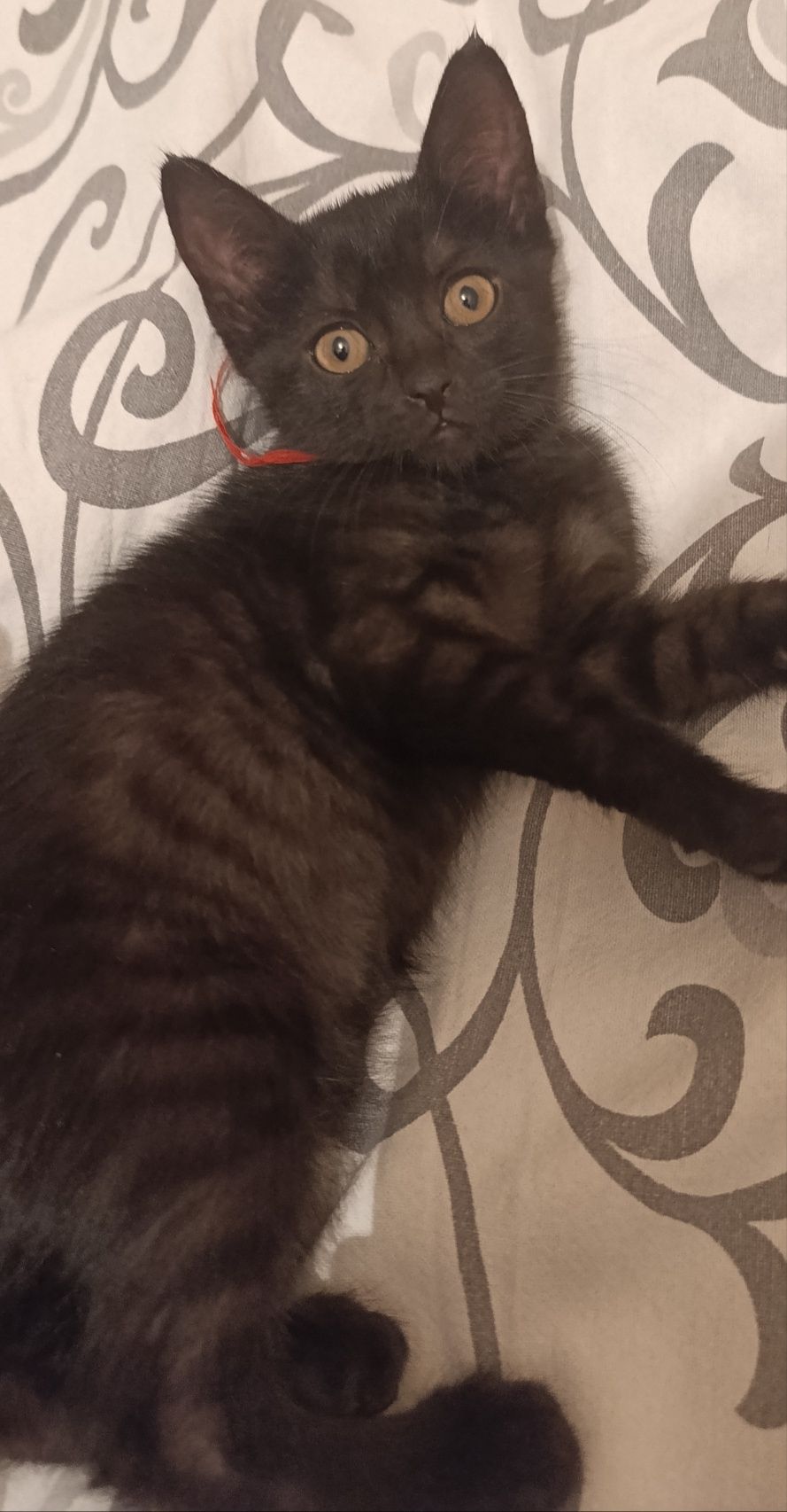 Котята. Бесплатно