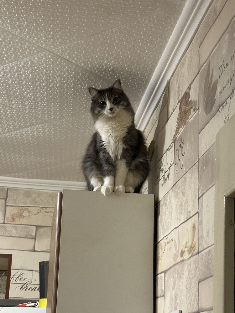 Отдаем кота в добрые руки