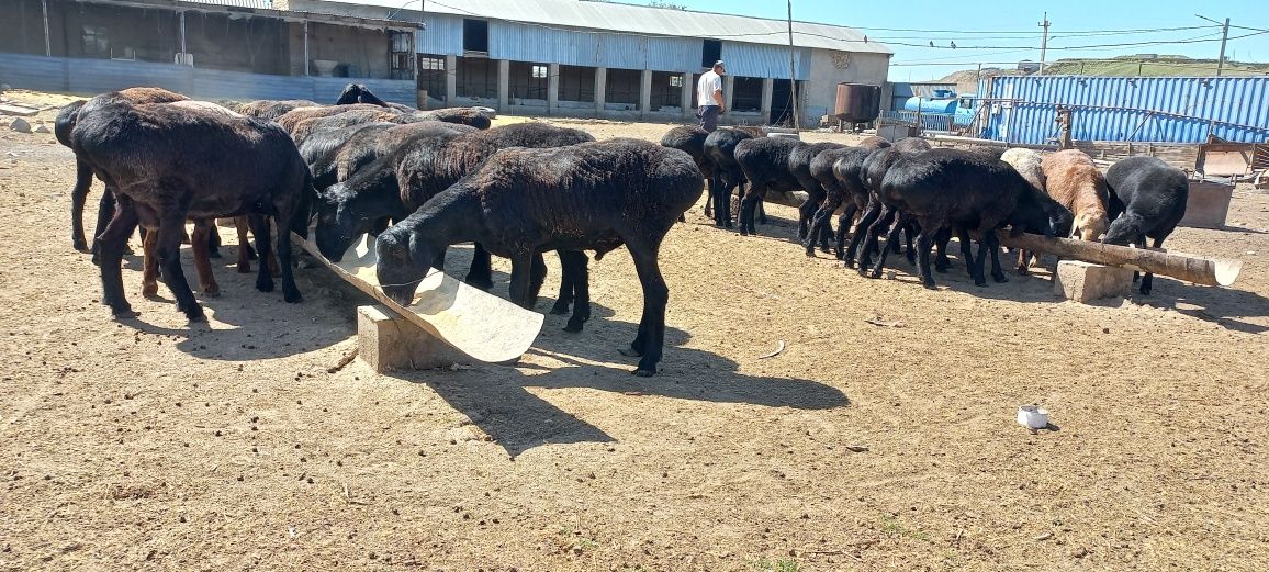 Қошқарлар сатылады бордақыланған Шымкент қаласында тұр бір жасар
