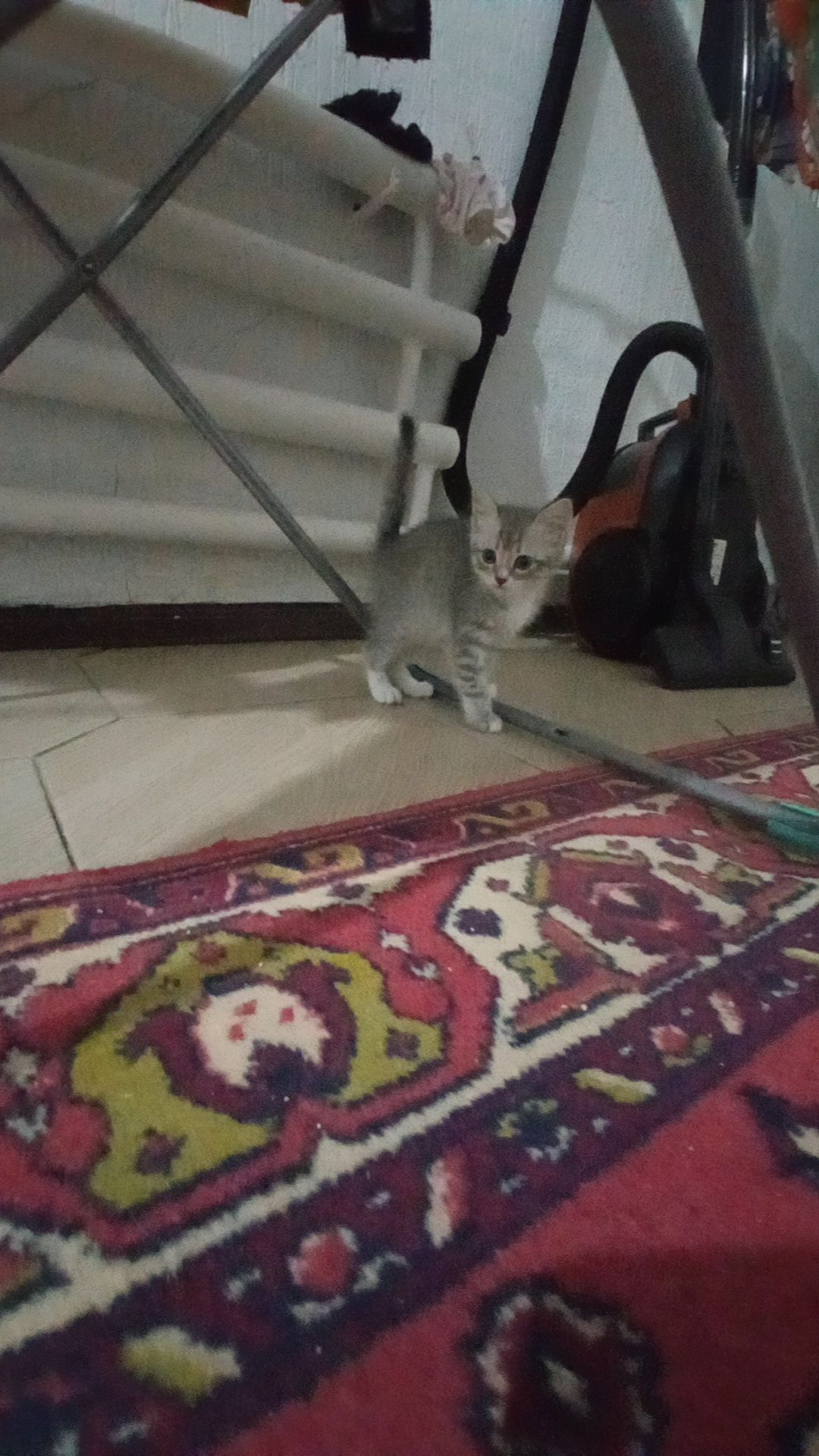 Продам Британского котенка