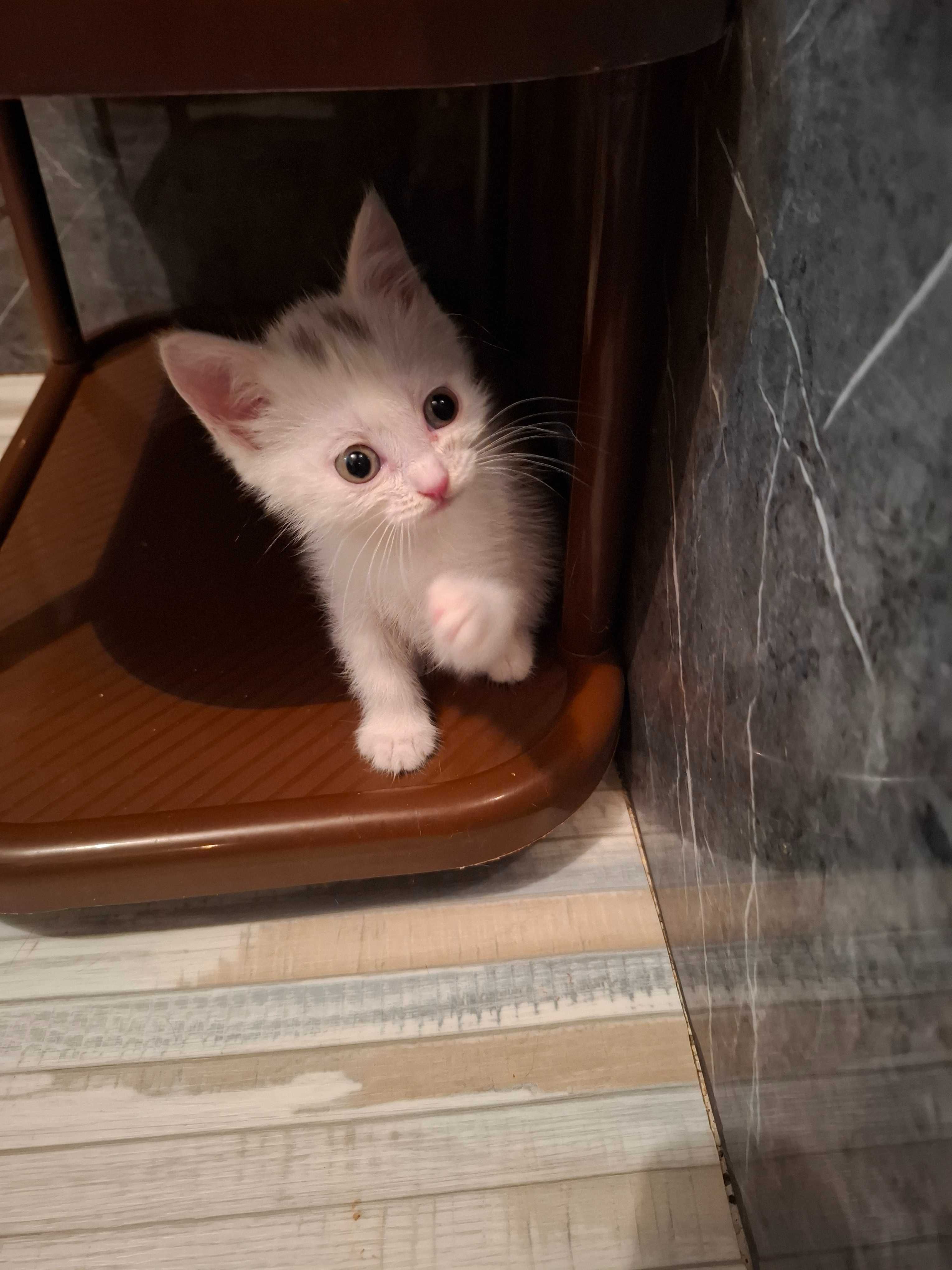 Отдам в добрые руки котенка