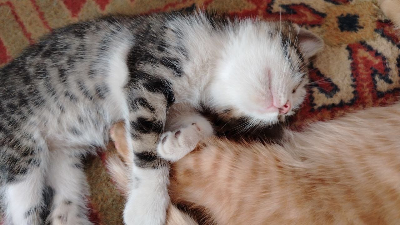 Отдам котят в хорошие руки,