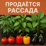 Продам Рассады помидор перец бакложан