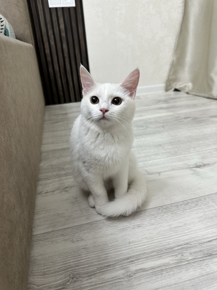 Ищет дом котенок, белоснежная красавица девочка, только ответственным