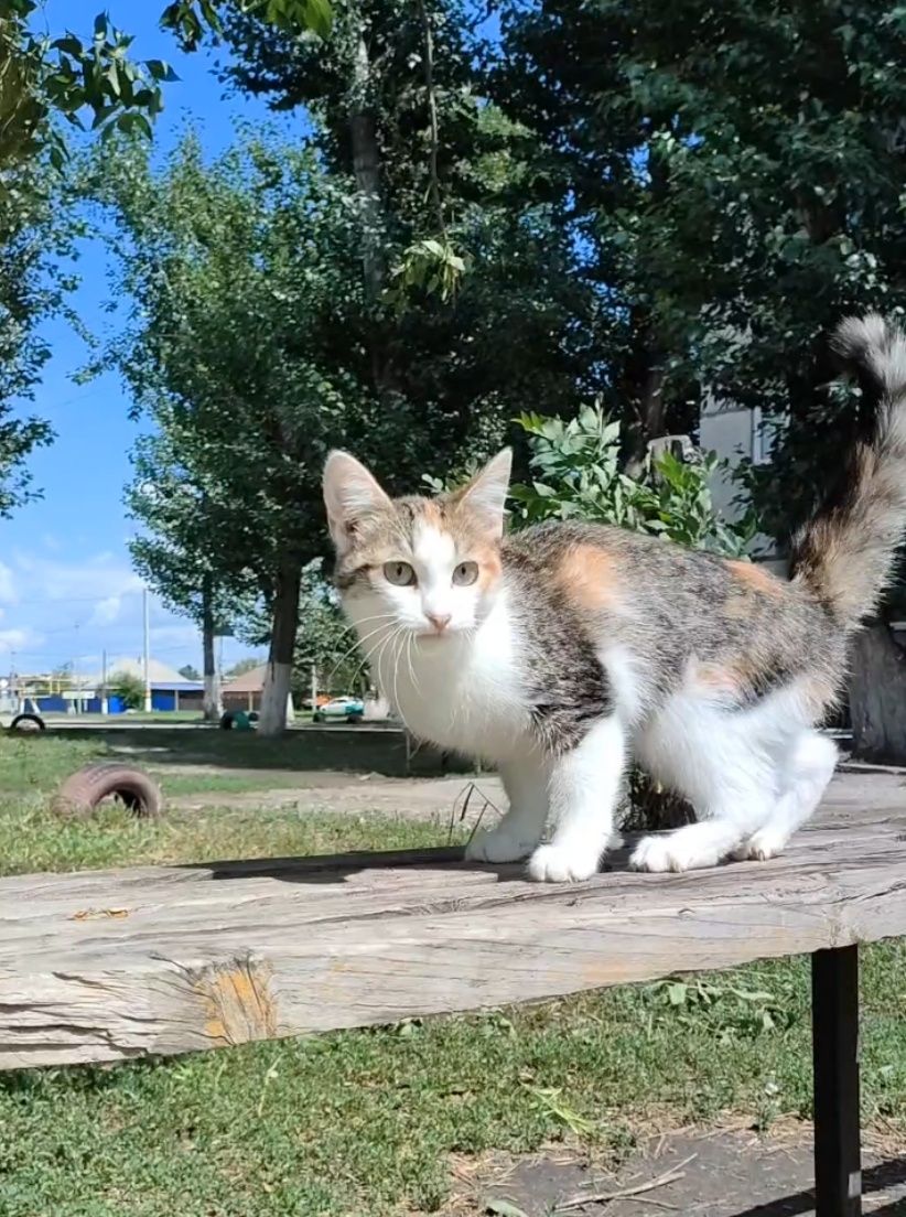 Кошка, котенок подросток, стерилизована
