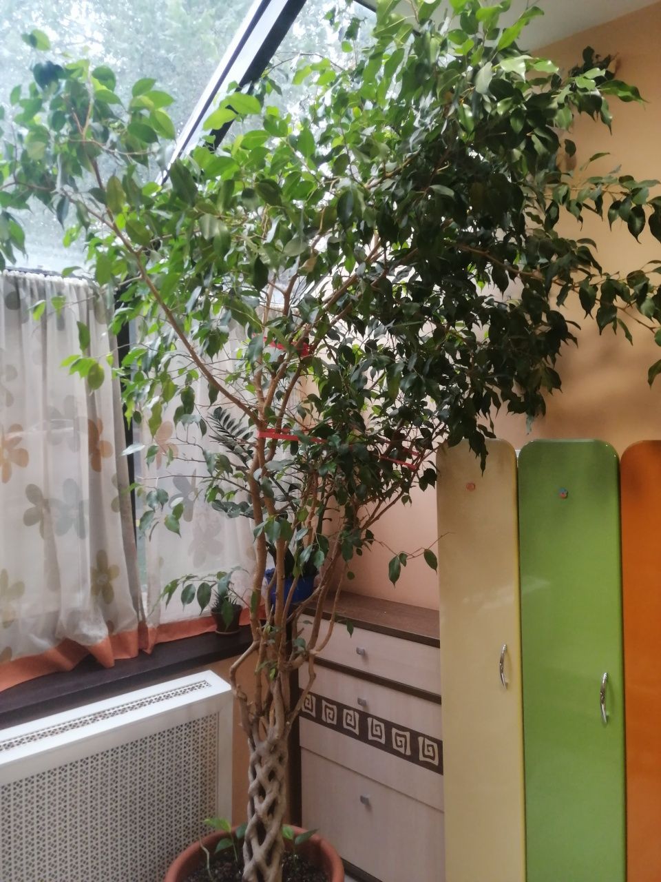 Комнатное растение фикус