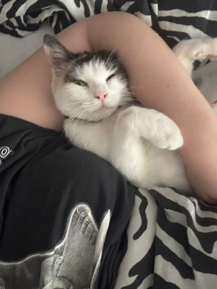 Кошка в добрые руки