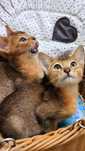 АБИССИНСКИЕ.. !! ЧУДО котята ! На АПРЕЛЬ  !!