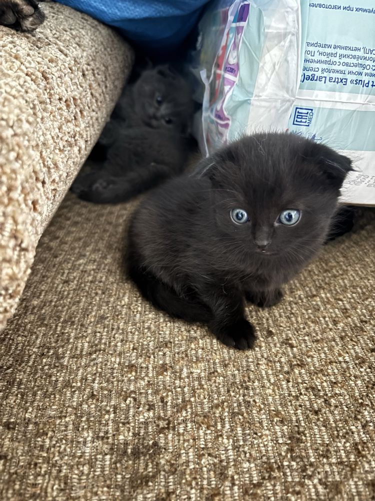 Отдам котят в добрые руки