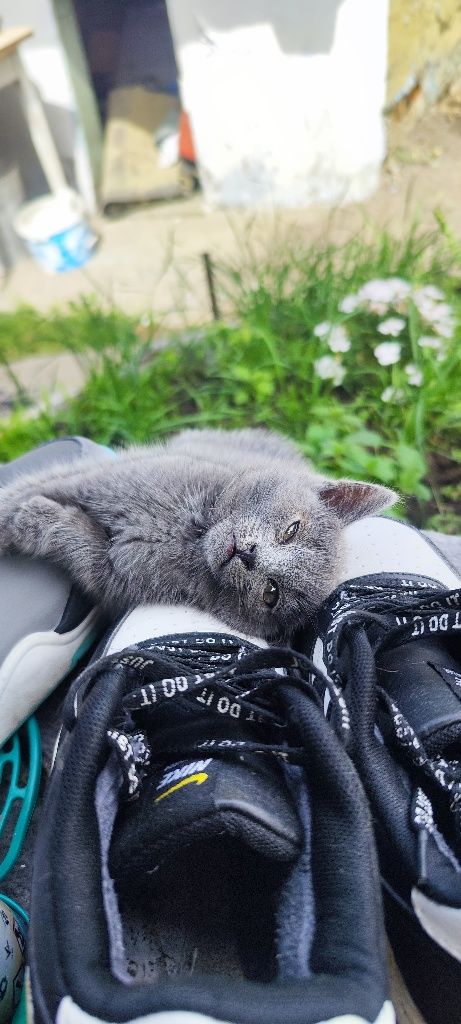 Отдам кошачьих детей