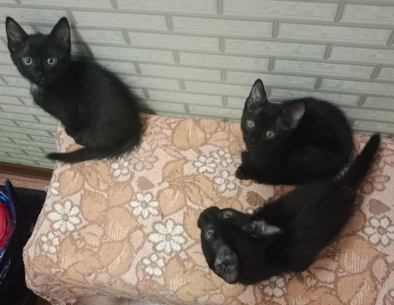 Отдам котят бесплатно