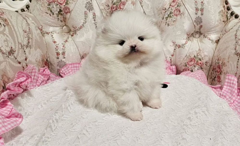 Красивые щенки