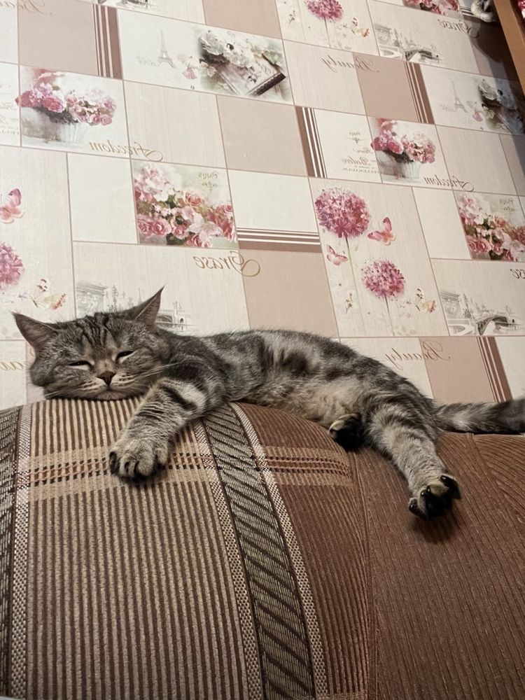 Отдам в добрые руки кошку
