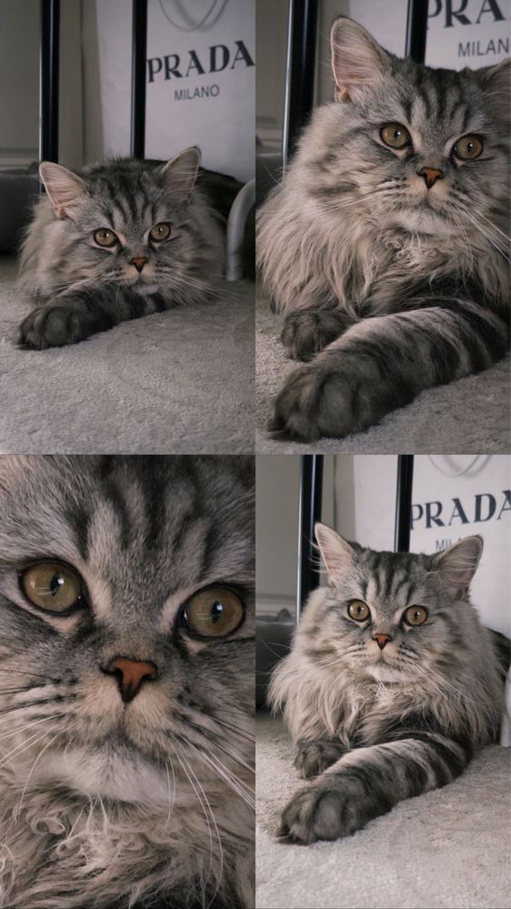 Кот шотландец ищет невесту для вязки