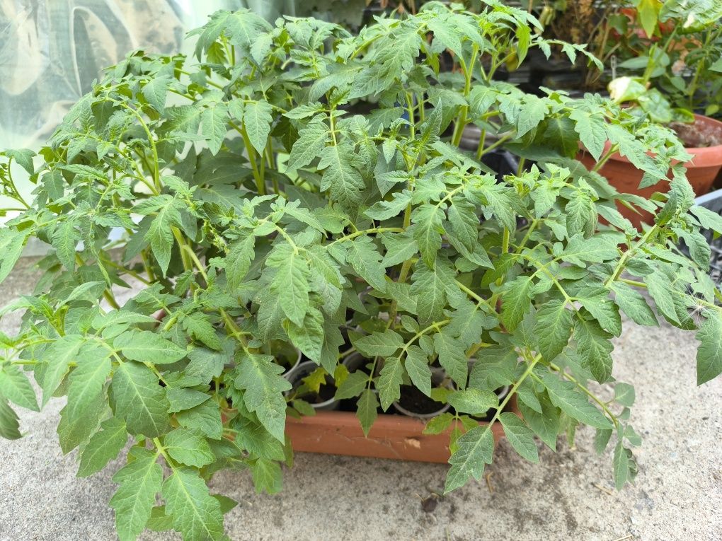 Продам Рассаду помидор