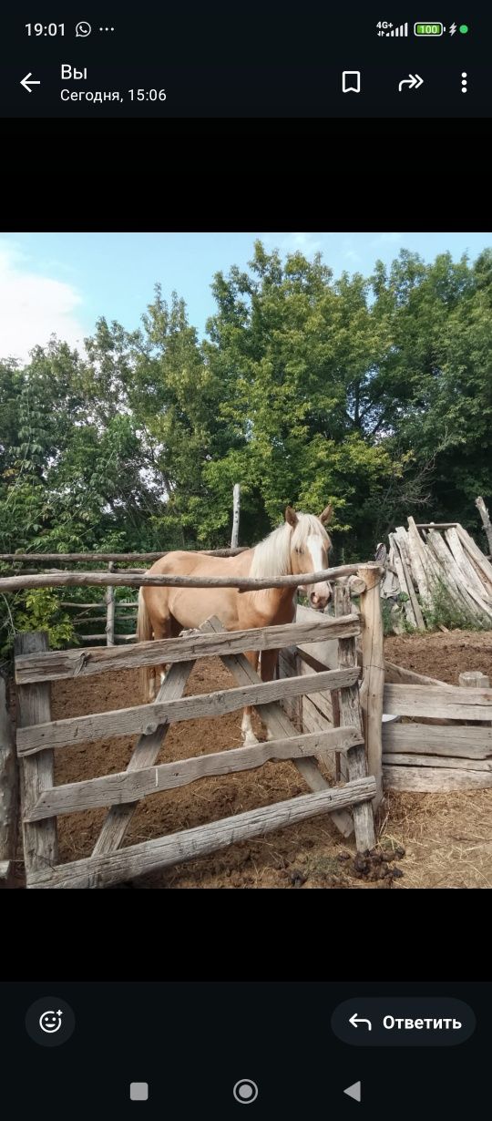 Жылқы байтал 4 жасар