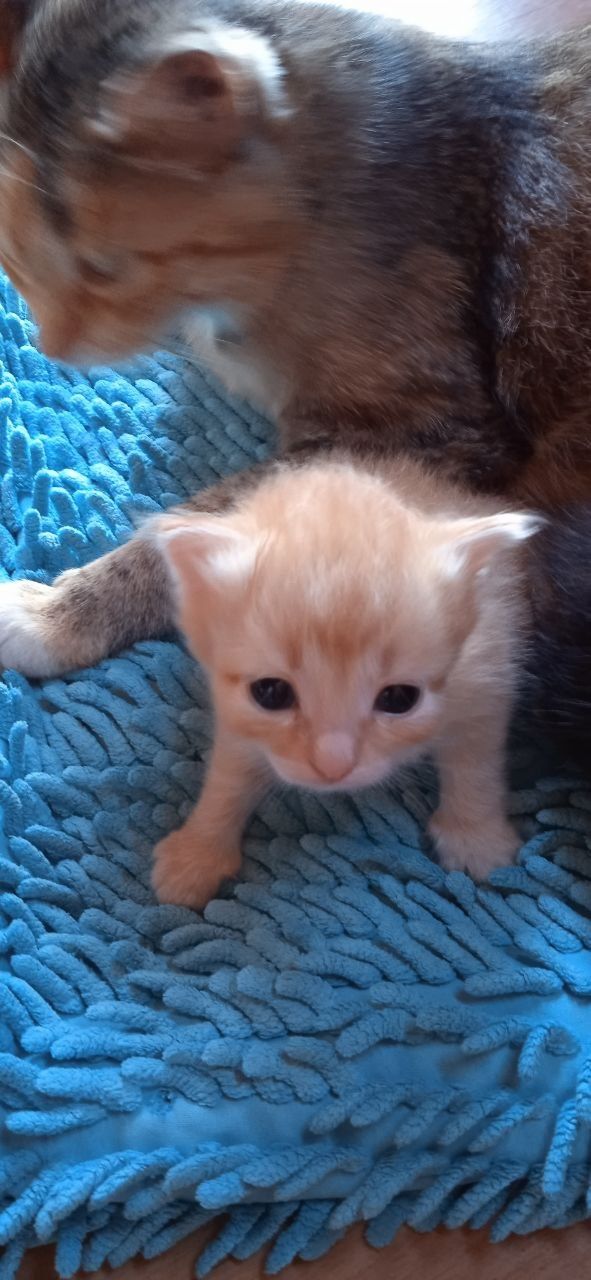 Отдам котят в хорошие руки