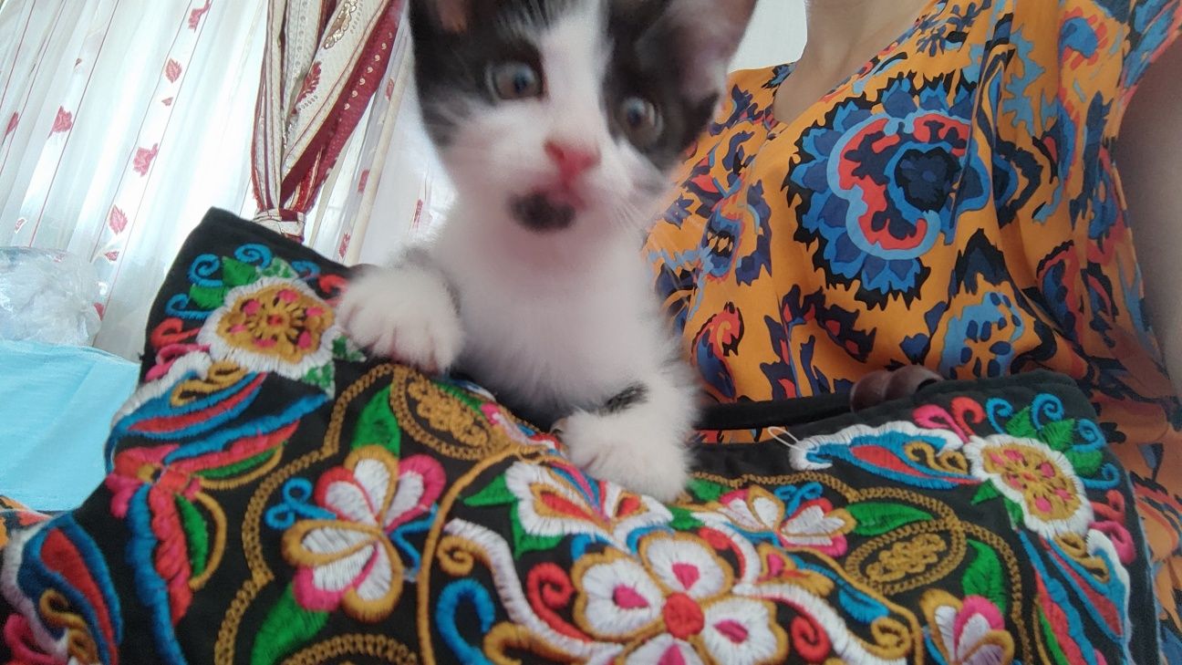 Котёнок девочка бесплатно