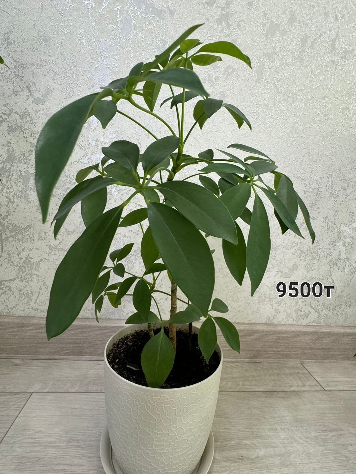 Продам цветы денежные дерева, фикус и т.д.