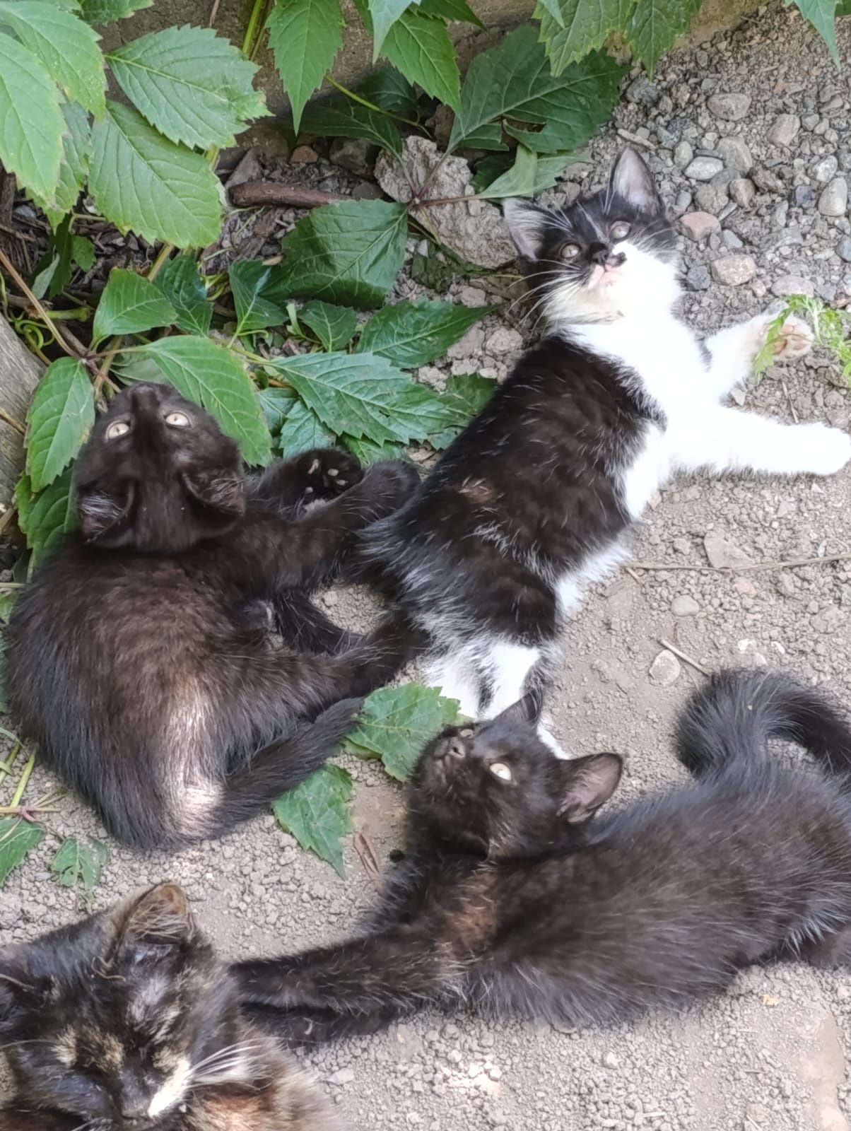 Котята в хорошие руки