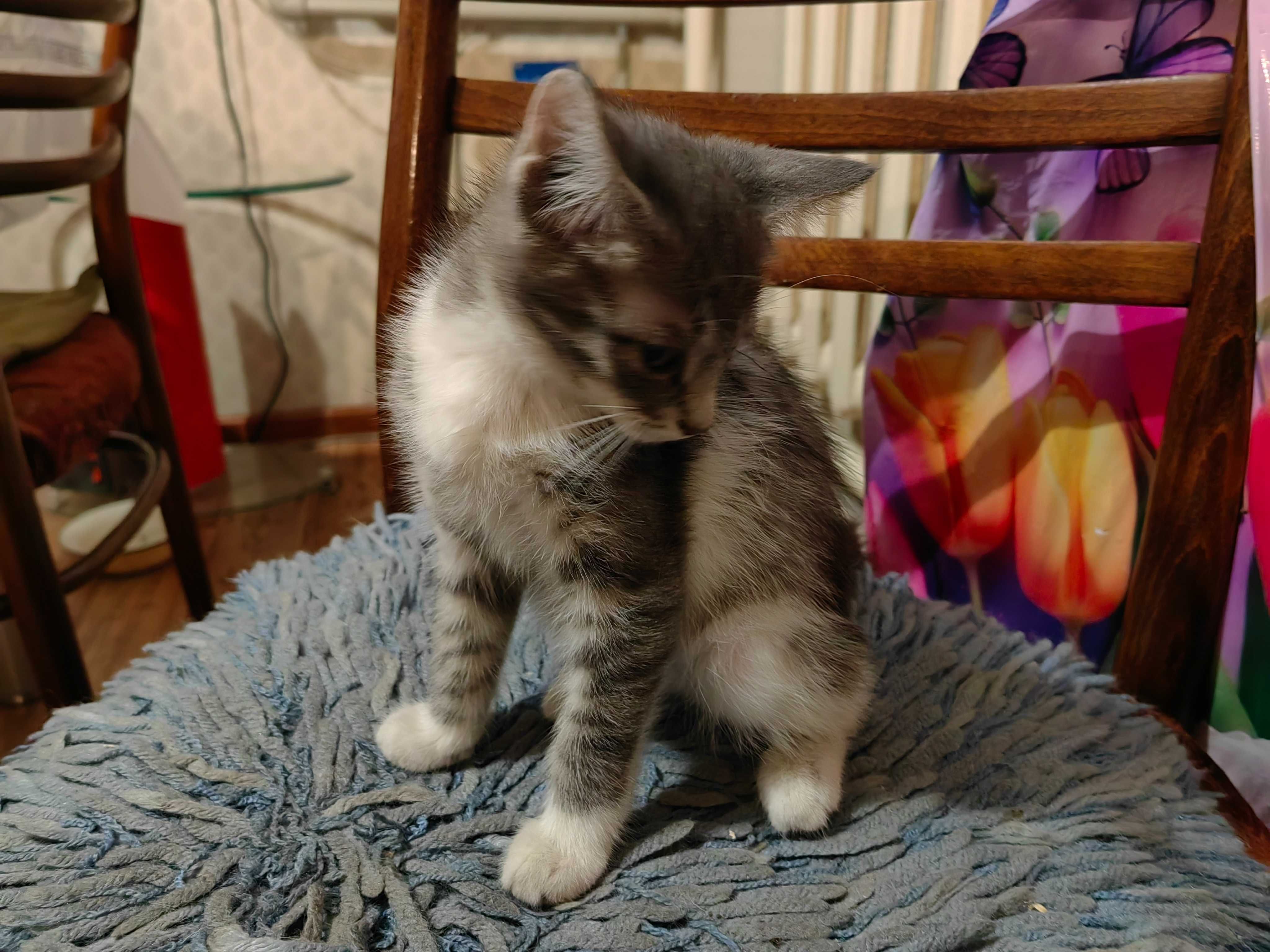 Котята 2 месяца, ищут хороший дом ! Алматы