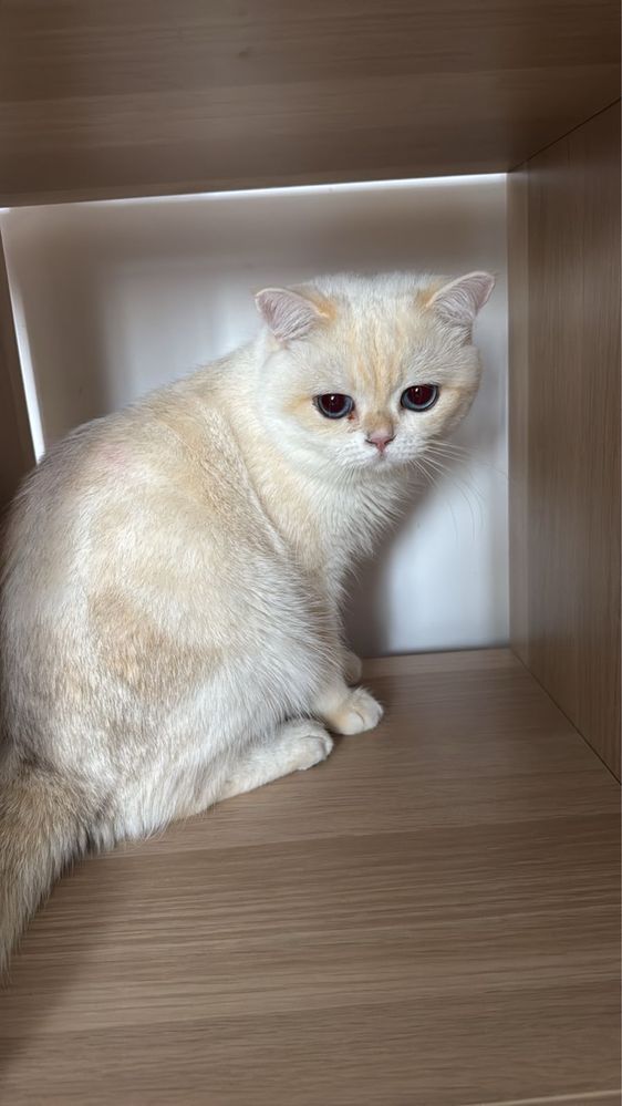 Вязка кота британского кота