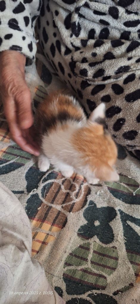 Отдам котят в хорошие руки