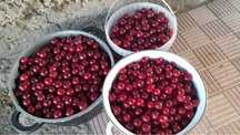 Продам свежую вишню около 4 кг
