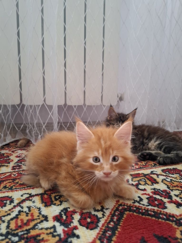 Продам котят породы мейн кун