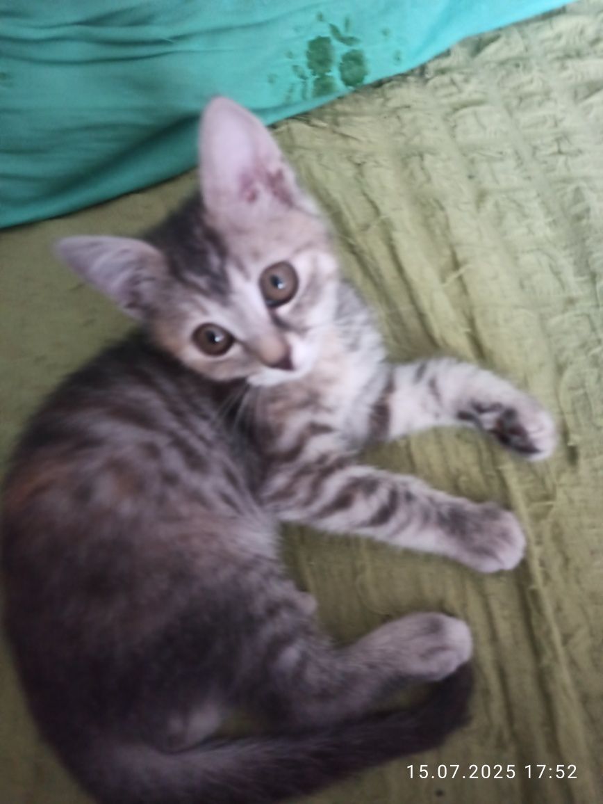 Котёночек в добрые руки