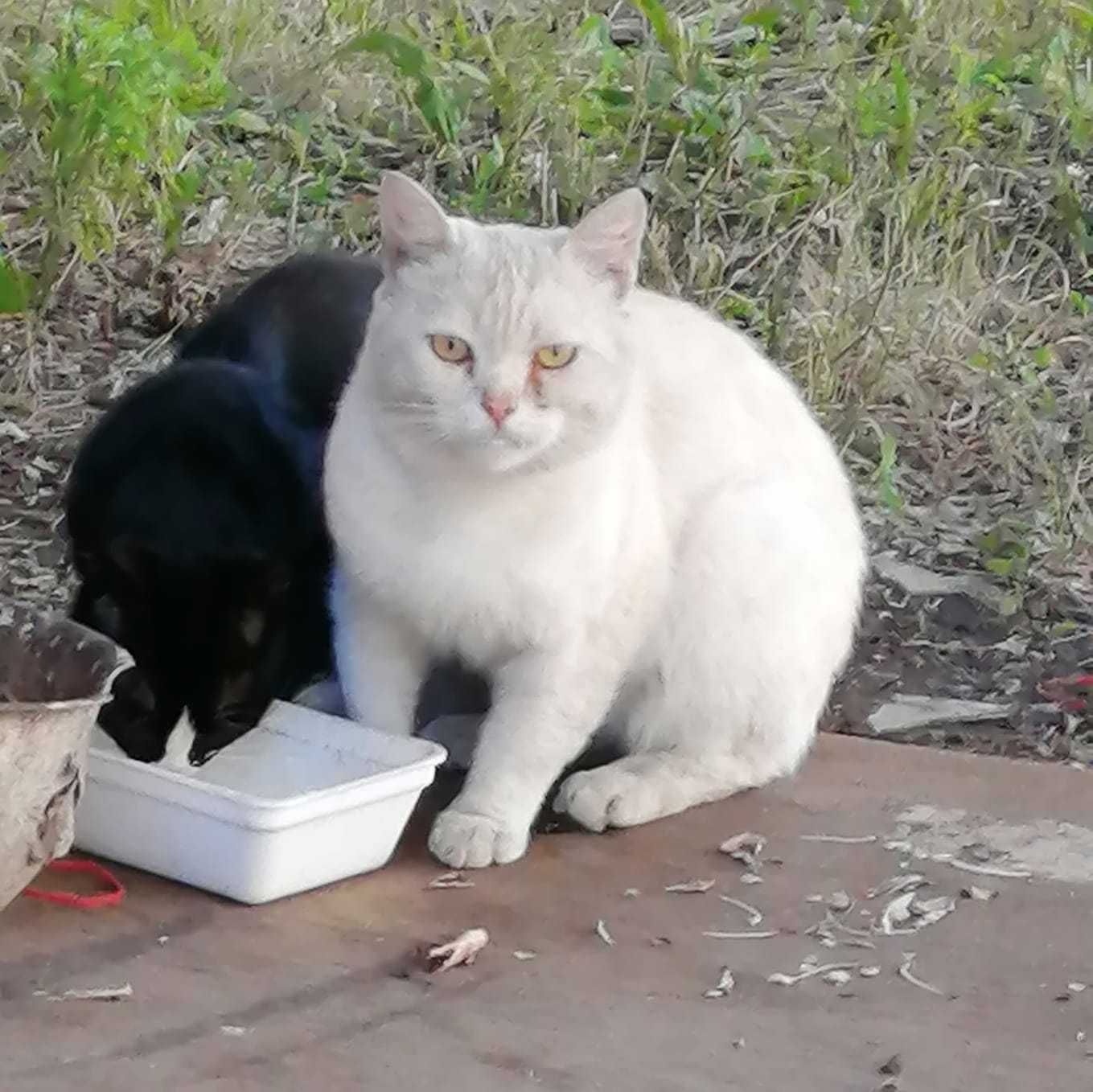 Породистому коту нужен дом!