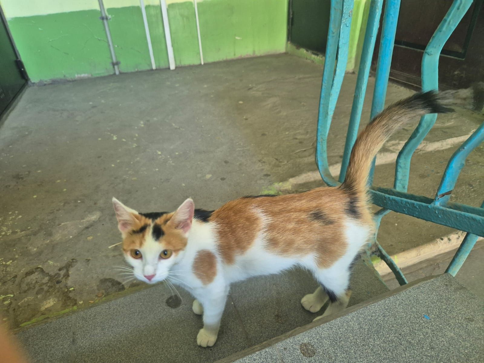 Ласковая кошечка в добрые руки