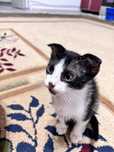 Отдам милого котика!