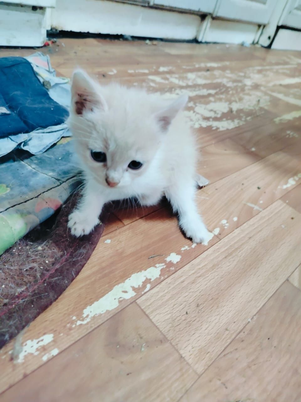 В добрые надёжные руки