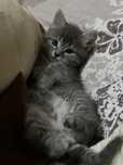 котенок девочкаа